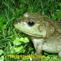 /home//u458753944/public_html/sourcegallery/////////////Frogs/More bullfrogs/P6020075.JPG